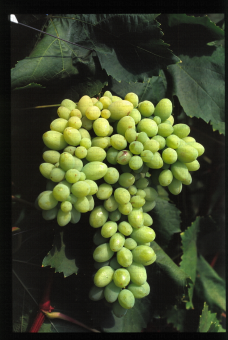 Variété de raisin blanc apyrene, XE 4
